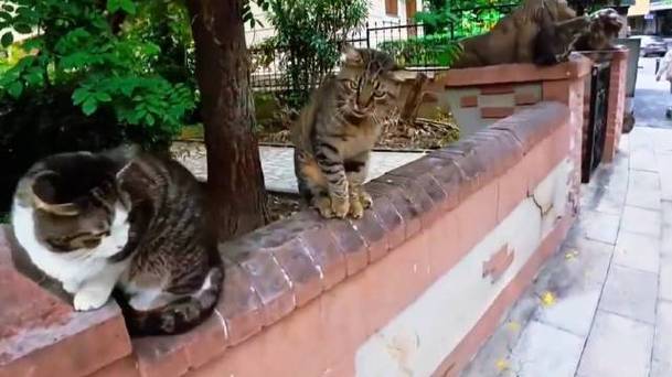 离花猫