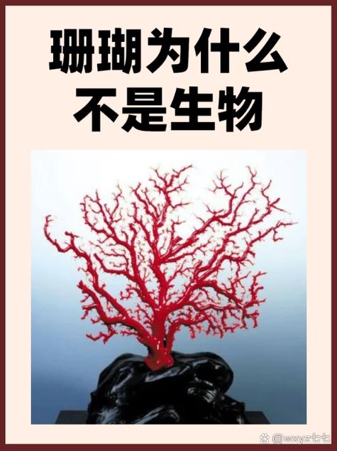珊瑚和珊瑚虫有什么区别缩略图