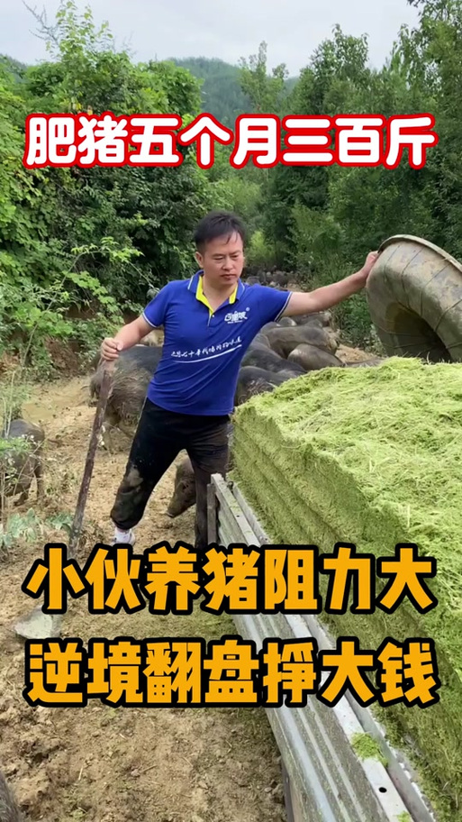 逆袭养猪免广告破解版缩略图