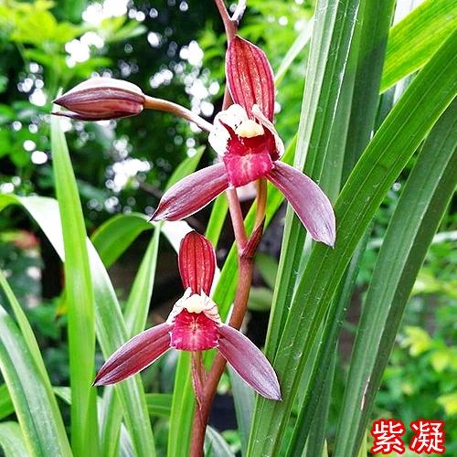 建兰八大红花