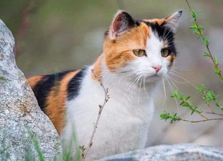 三花猫在风水中的寓意