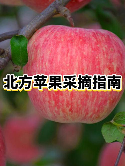 华为手机好还是苹果手机好