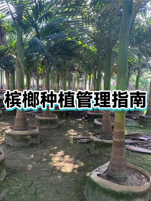 跑槟榔业务刚开始要怎么跑