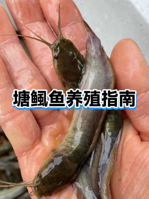 养塘鲺鱼本钱和利润