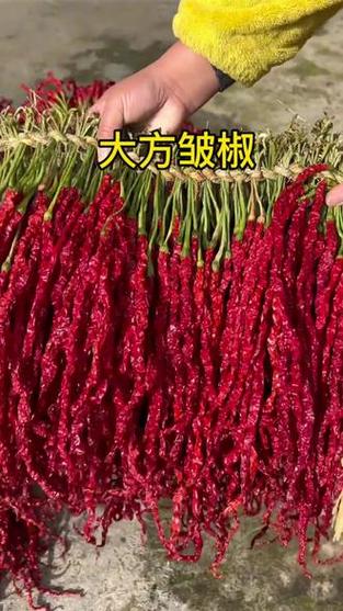 辣椒别名叫什么