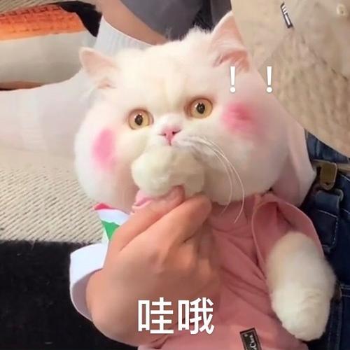 球球是只猫表情包抖音