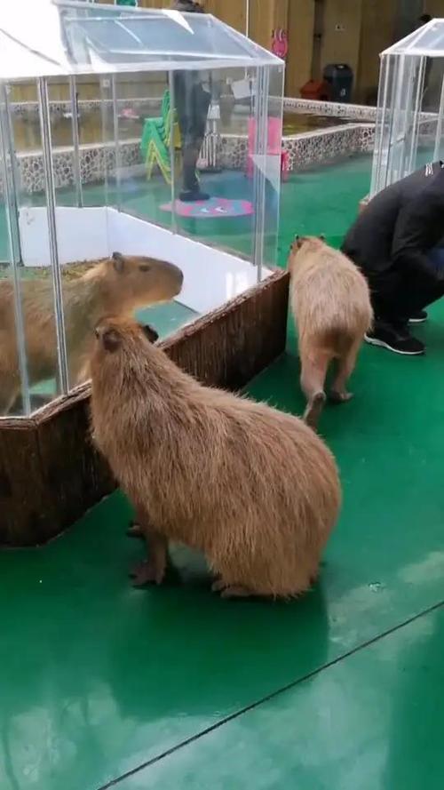 像老鼠的动物