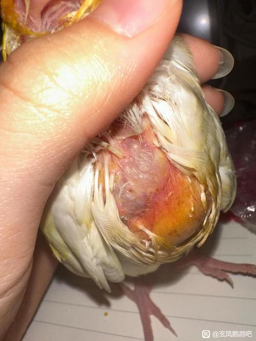 玄凤鹦鹉初次下蛋要注意图标