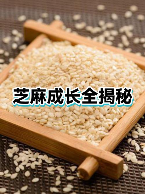 一天攒15颗芝麻粒方法游戏截图