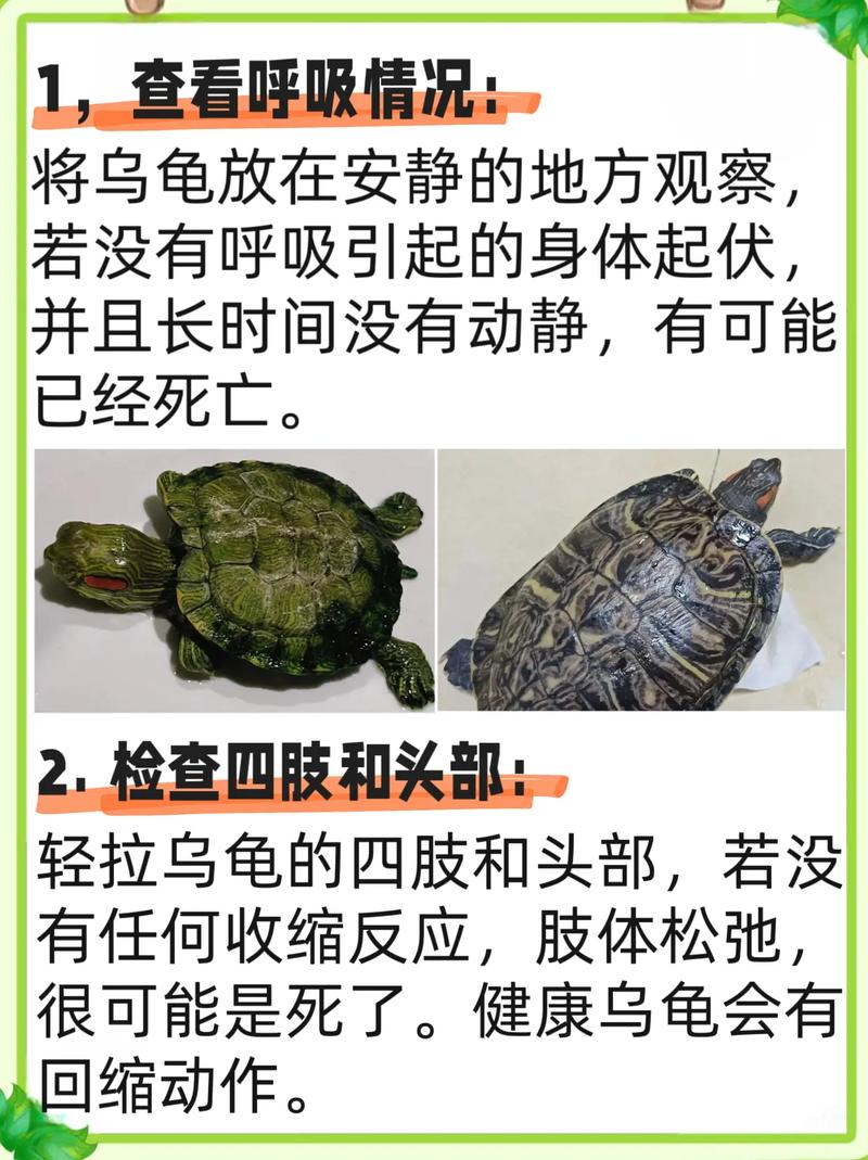 判断乌龟是否死亡缩略图