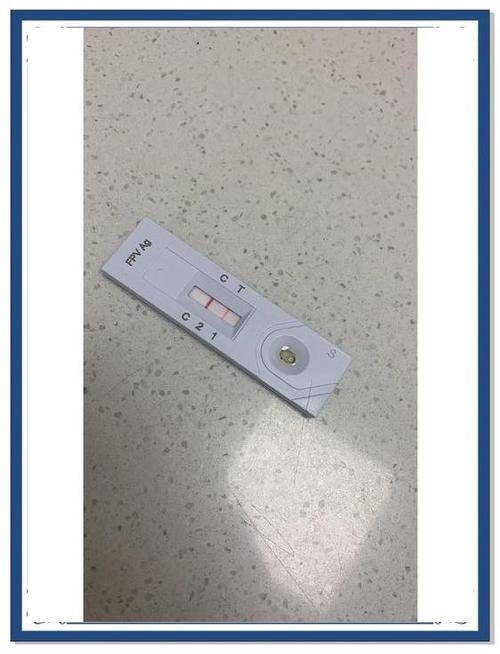 猫瘟测试纸怎么用