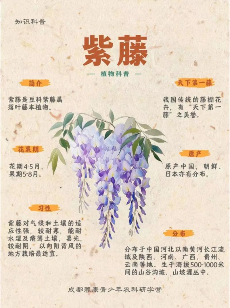 紫色长藤的是什么花