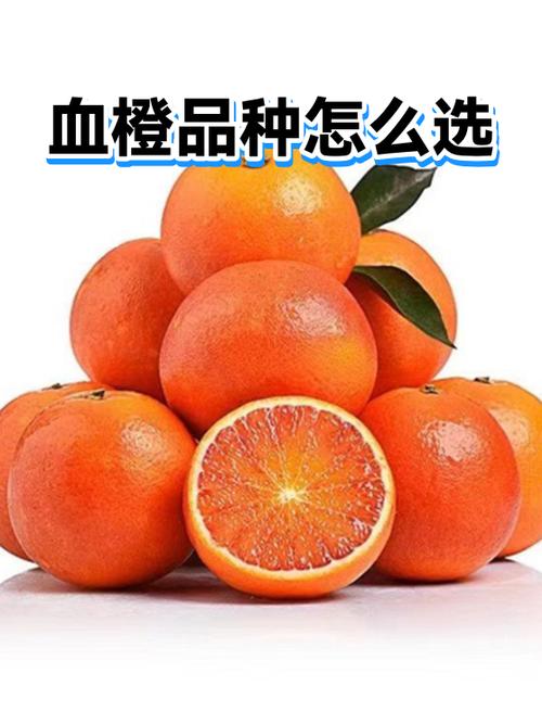 血橙就是红橙吗