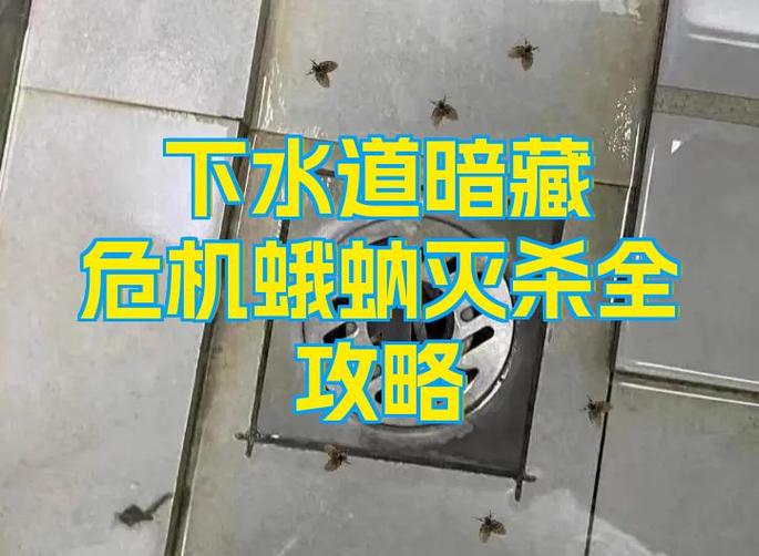 如何去除卫生间的小飞虫