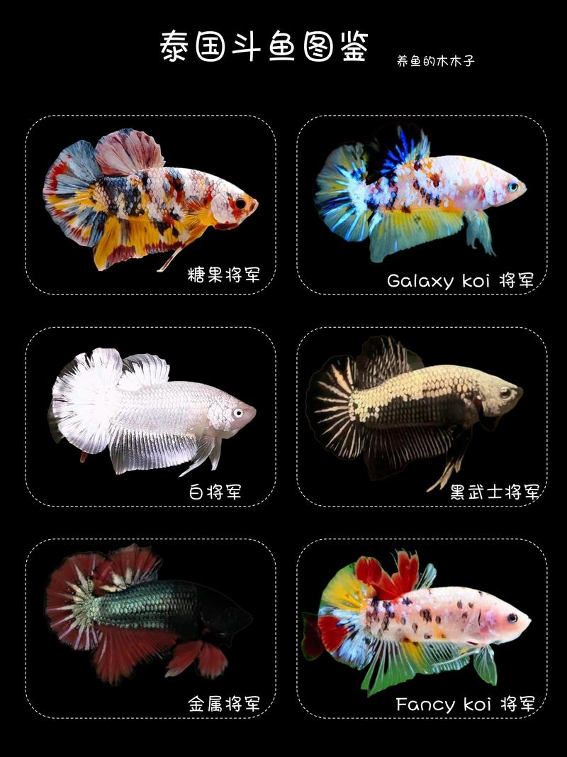 枪林弹雨斗鱼