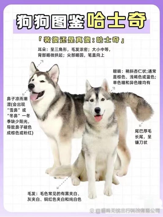 哈士奇狗的特点是什么