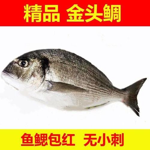 鲷鱼可以冷冻吗