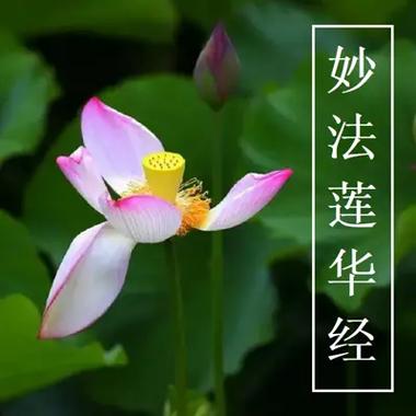 法华经拼音版原文全文图标