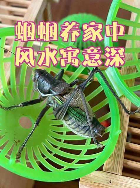 家里有蝈蝈预示着什么