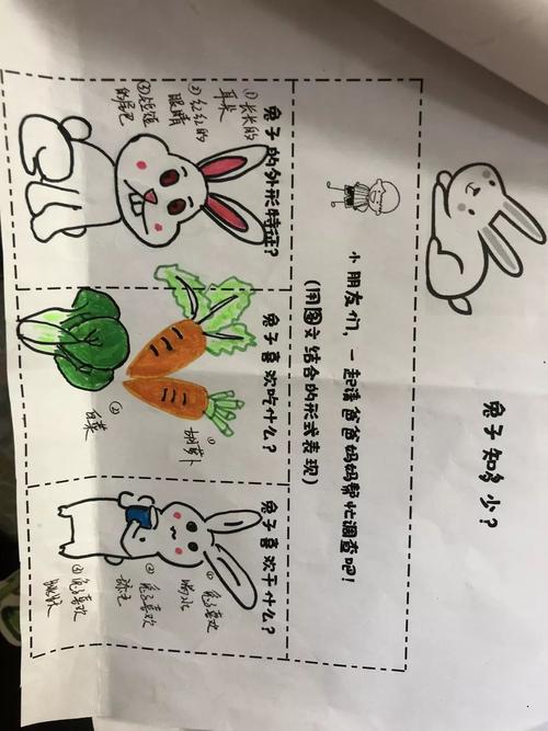 如何饲养兔子知识