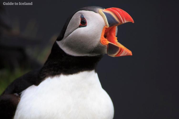 puffin最新版本7.8.1