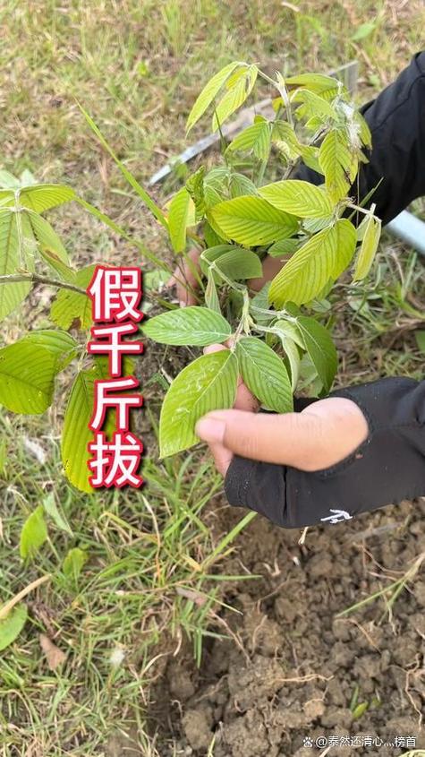 2026年十大紧缺药材