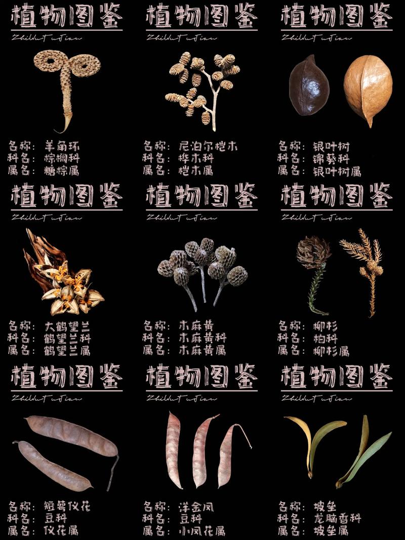 未鉴定过的植物交多少到尊敬