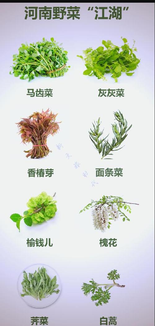 100种蔬菜名称
