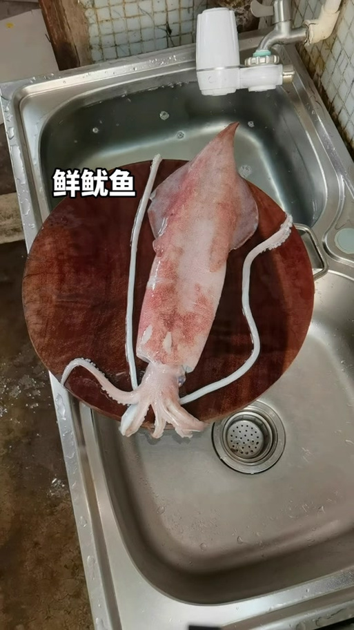 鱿鱼长啥样图片真实