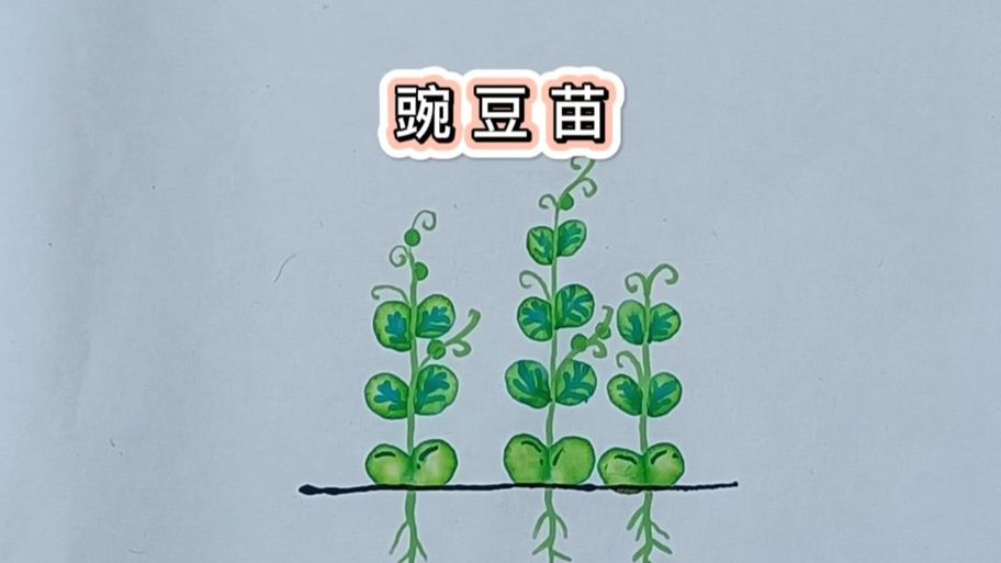 豆苗的生长过程图片缩略图