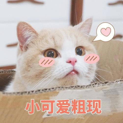 猫猫小可爱个人资料