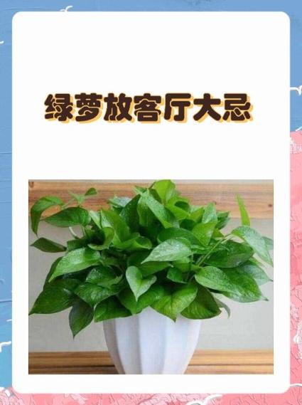 电视两边放绿植大忌