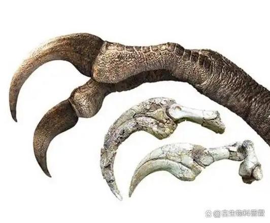 镰刀龙腹部臃肿的原因