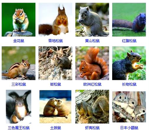 松鼠品种大全图解