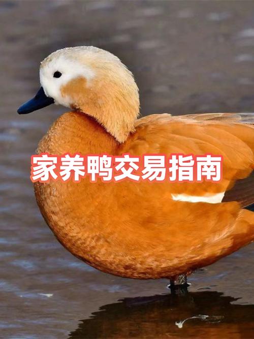 鸭子接单平台玩法