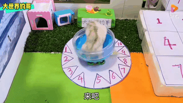 怎么陪仓鼠玩游戏