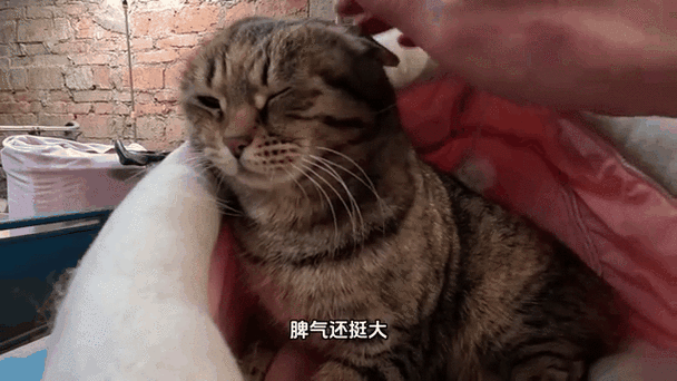 猫挠人表情包
