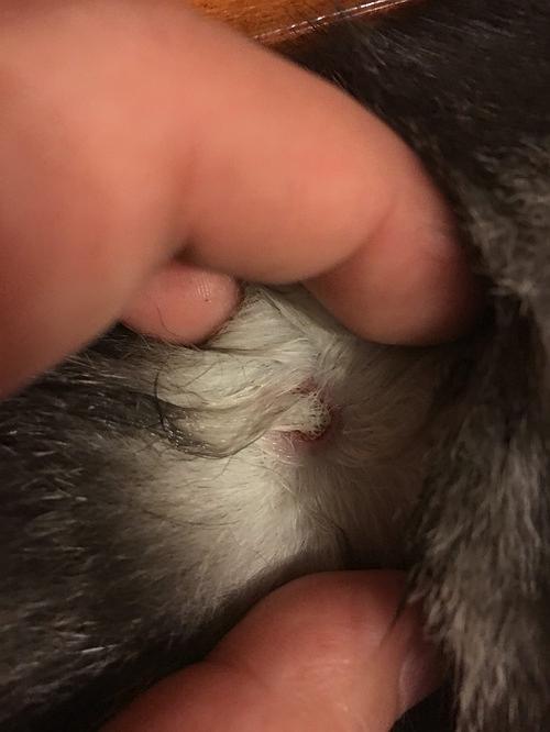 猫后背的毛结块变硬怎么回事
