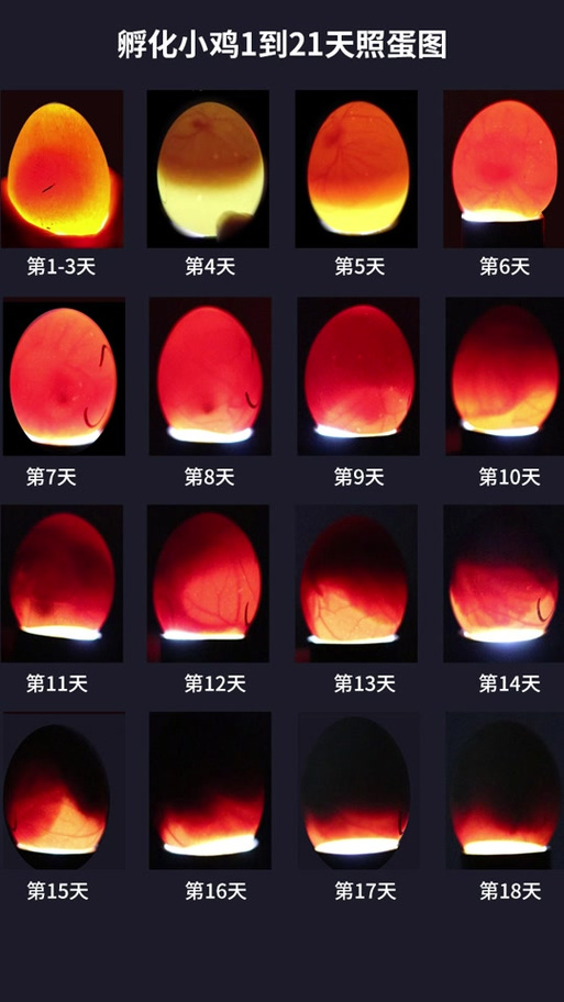 小鸡孵化1一21天过程