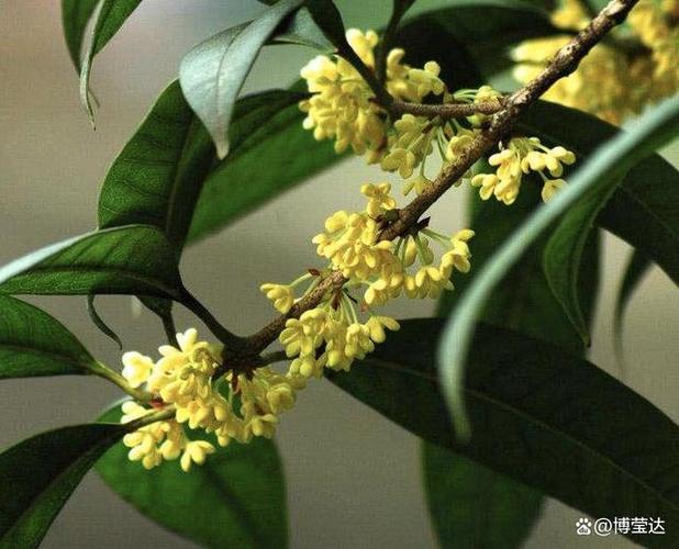 广西桂花