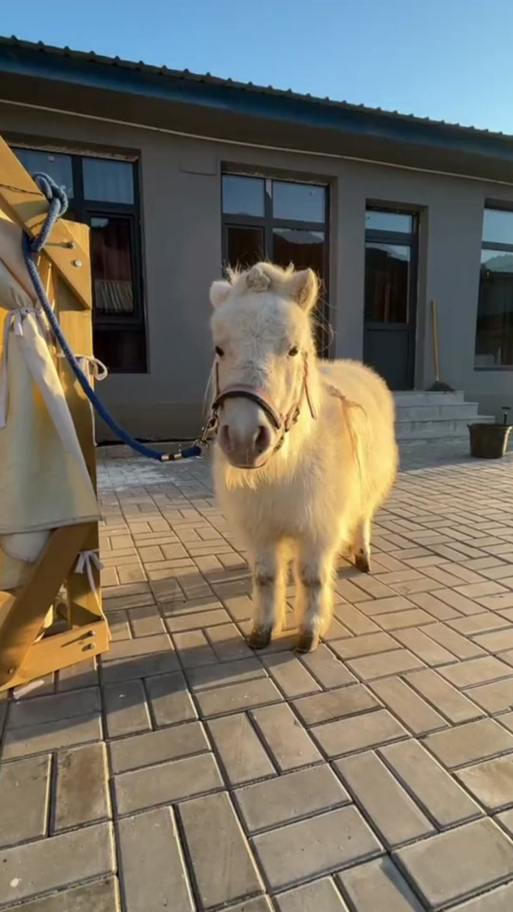 pony马多少钱一只
