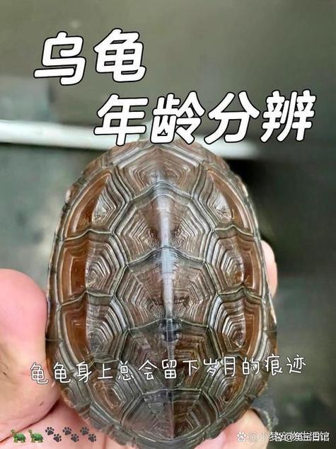 乌龟背甲开裂怎么办