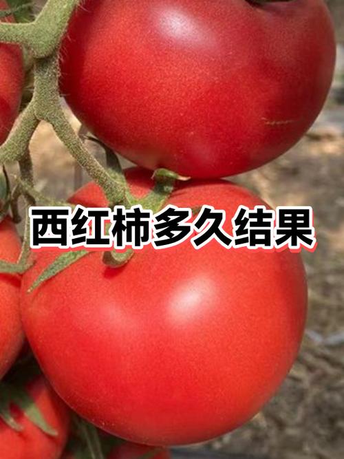 番茄多久可以结果