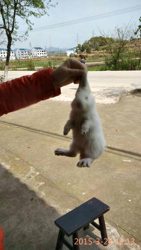 抓兔子耳朵兔子会痛吗图标