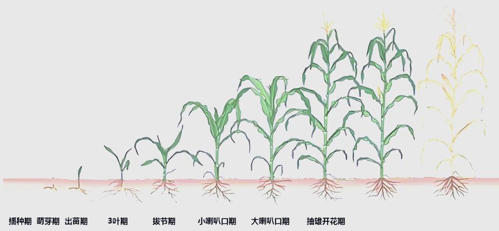 玉米的一生视频