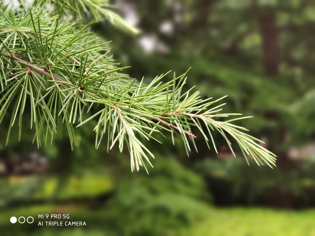 小米9pro拍照怎么样