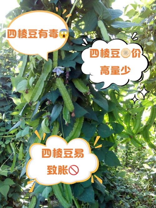 四棱豆尽量少吃的原因