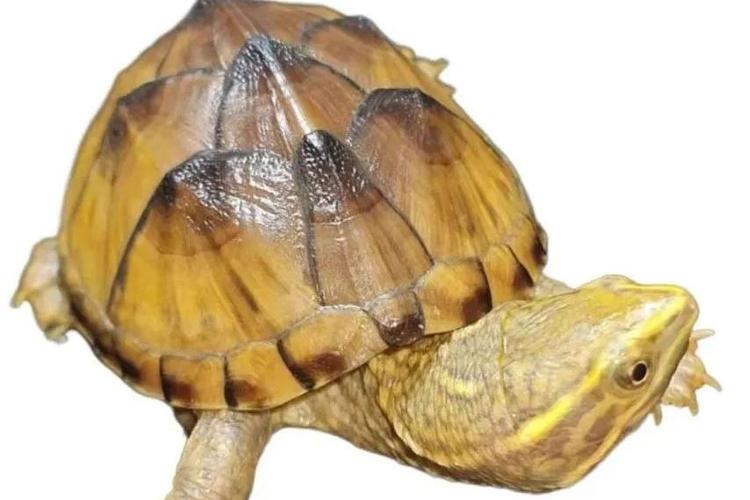 养龟养一只好还是一对