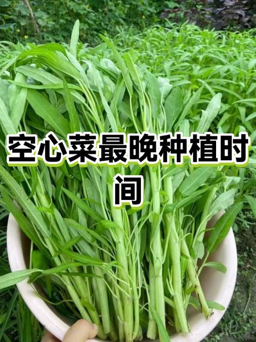 最适合长期不浇水的蔬菜