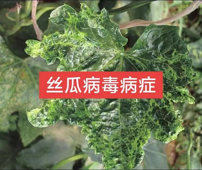 丝瓜暗语是什么意思